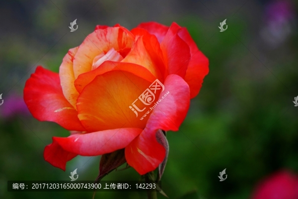 月季花