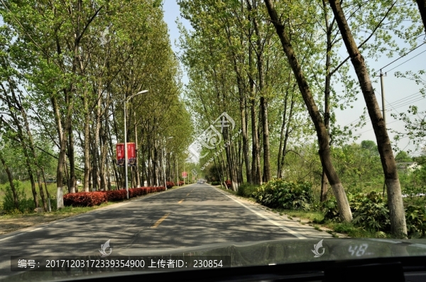 林中道路