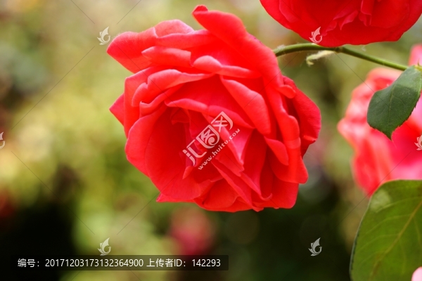 月季花