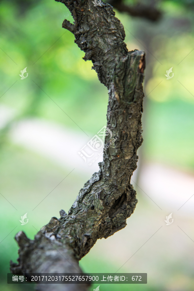 梅樹樹干特寫