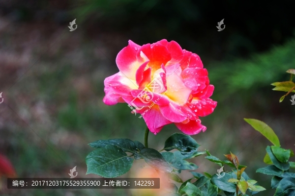 月季花