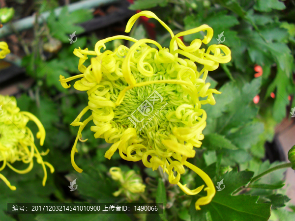 黃色菊花花芯特寫