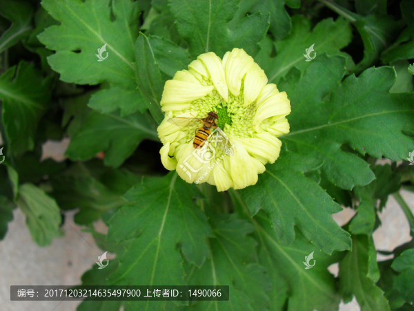 一朵小花和一只小蜜蜂