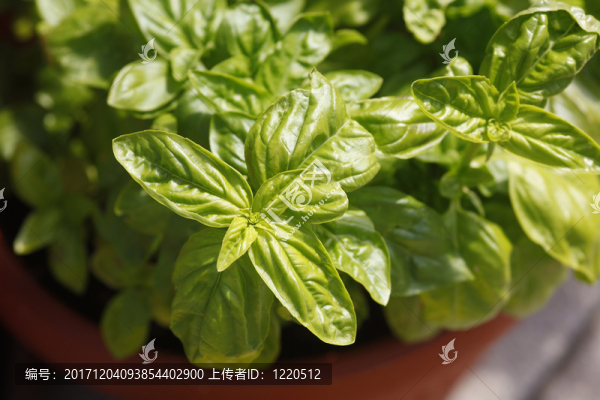 羅勒屬植物