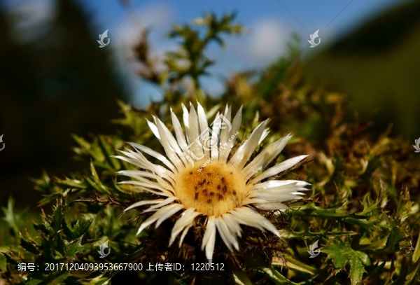 花