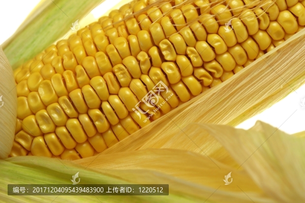 食物