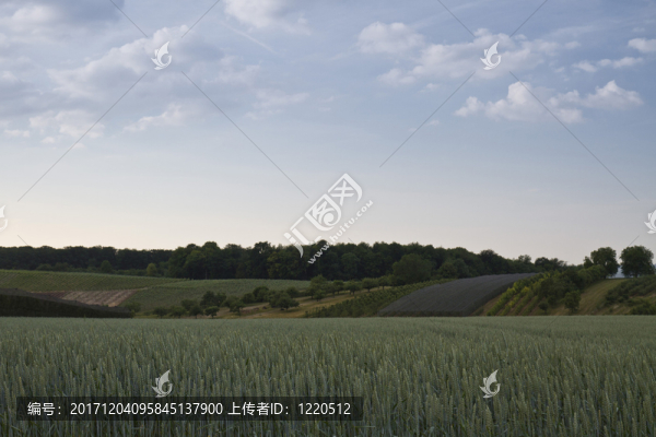 樹