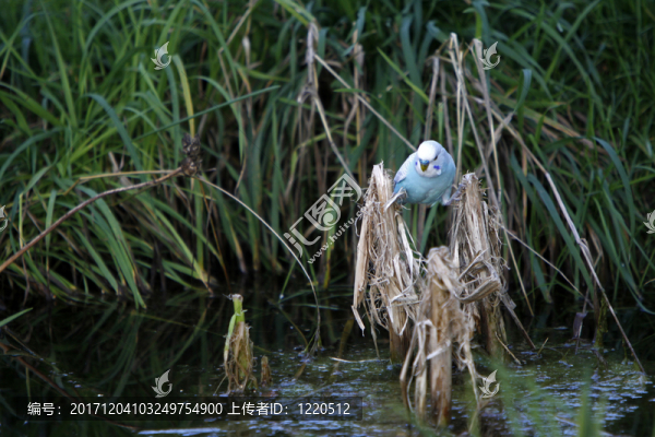 在蘆葦?shù)乃{色budgie體操