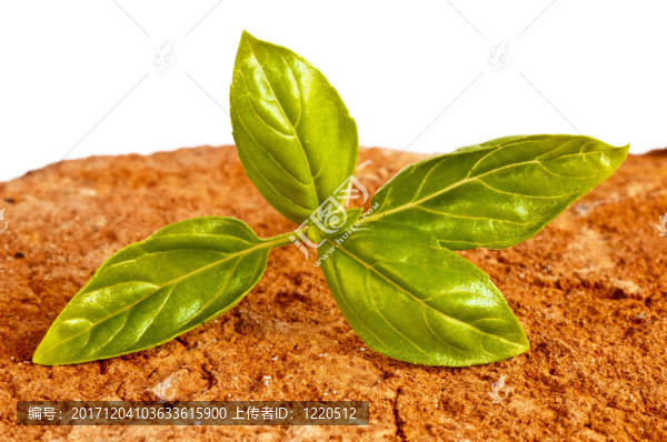 羅勒，羅勒屬basilicum