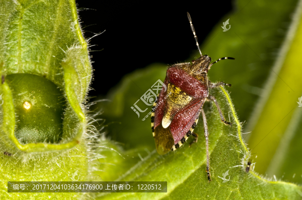 beerenwanze，Dolycoris,baccarum,l。