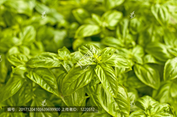 羅勒，羅勒屬basilicum