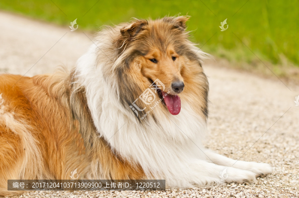 ？牧羊犬