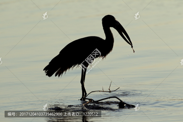 鳥