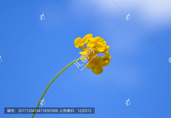 birdfoot三葉草（蓮花corniculatus）