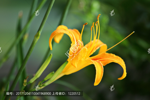 緊密的