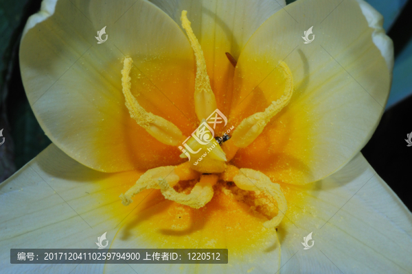 藍(lán)色小花最聾