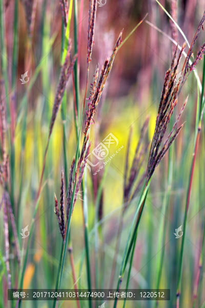 草