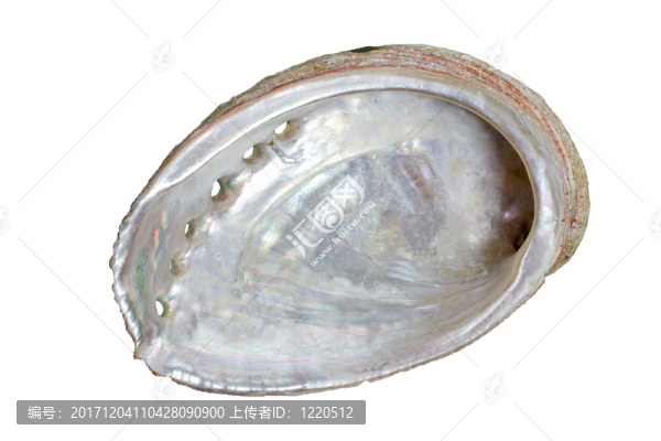 貝類動(dòng)物