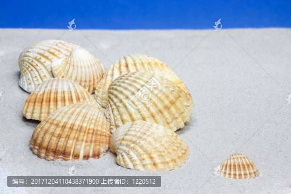 被隔絕的殼