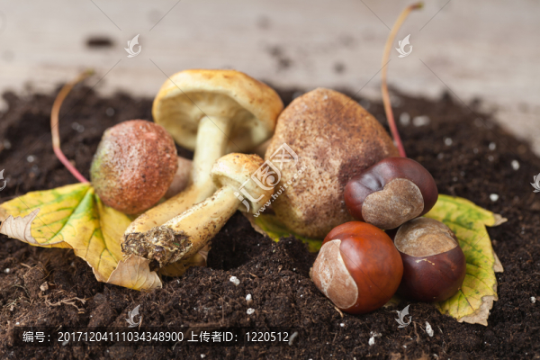 蘑菇