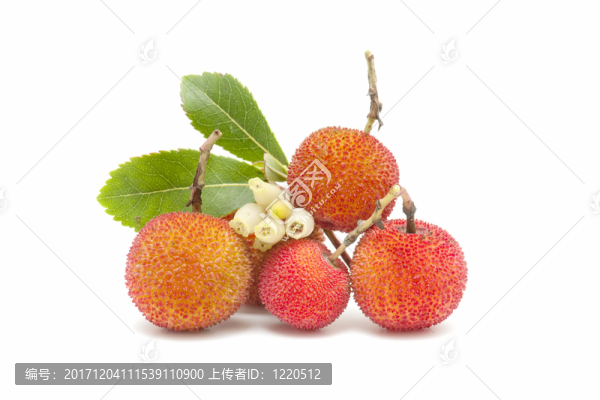 凸頜