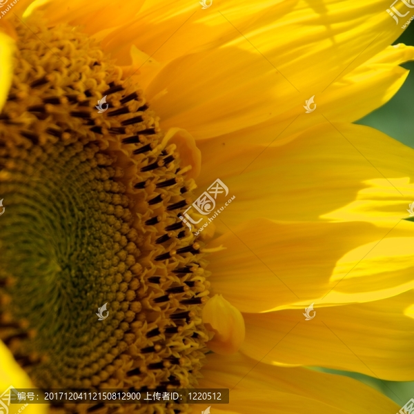 夏