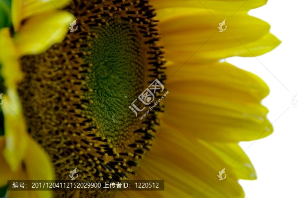 夏