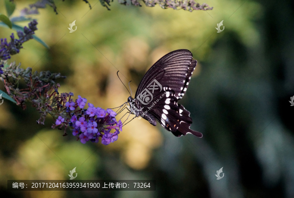 黑蝴蝶