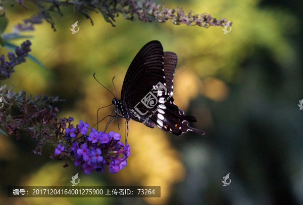 黑蝴蝶