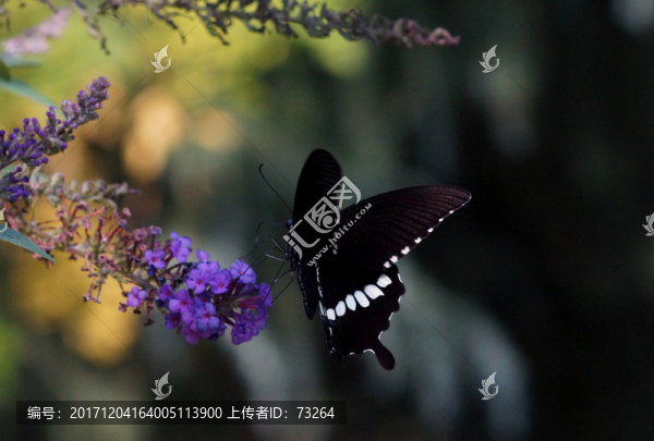 黑蝴蝶