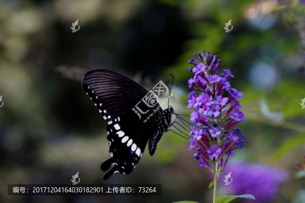 黑蝴蝶