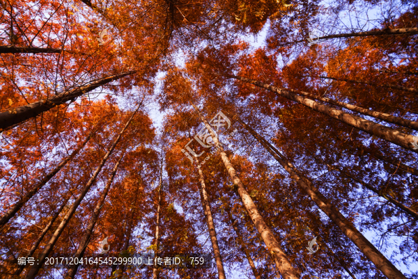 紅杉樹(shù),插圖,攝影