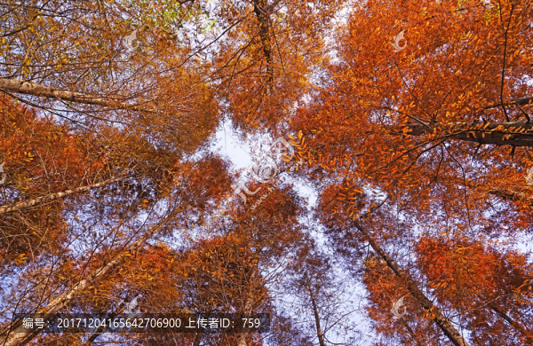 紅杉樹(shù),插圖,,深秋