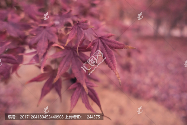 楓葉