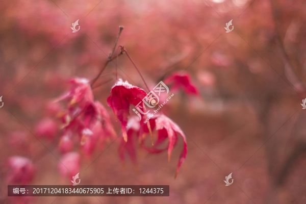 楓葉022