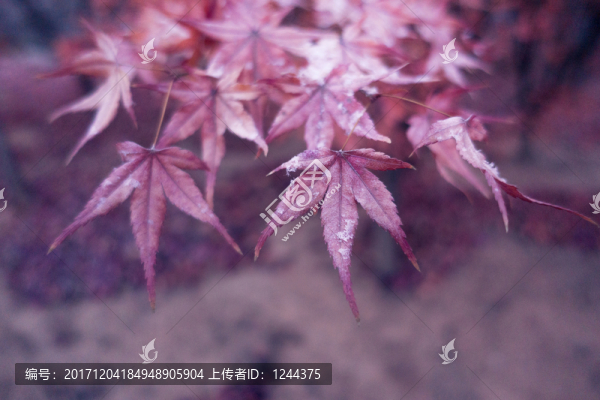 楓葉