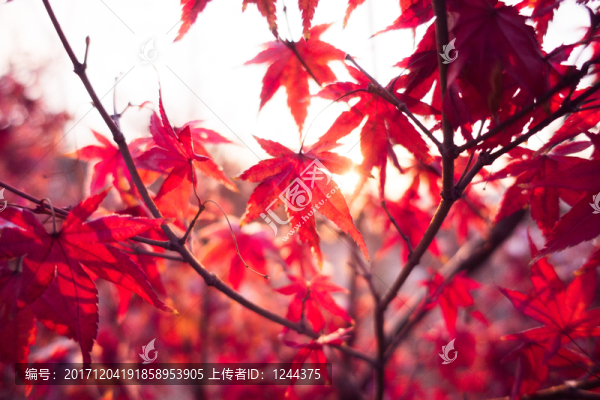 楓葉