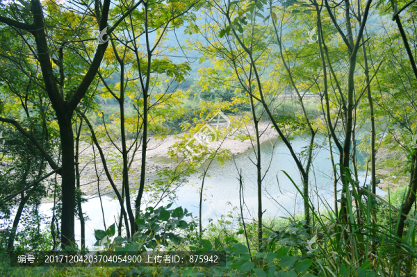 森林河流