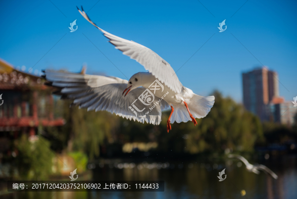 海鷗