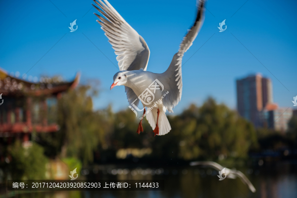 海鷗