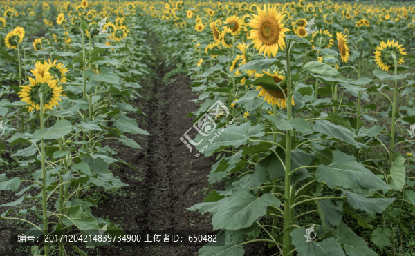 向日葵