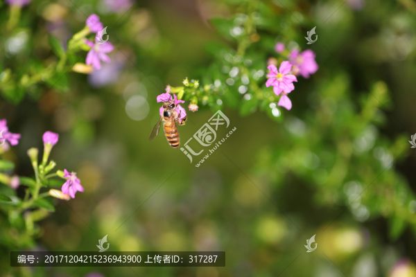 小蜜蜂