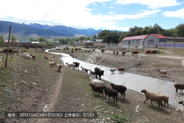 河邊牛群