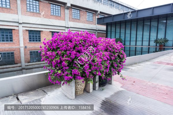 三角梅