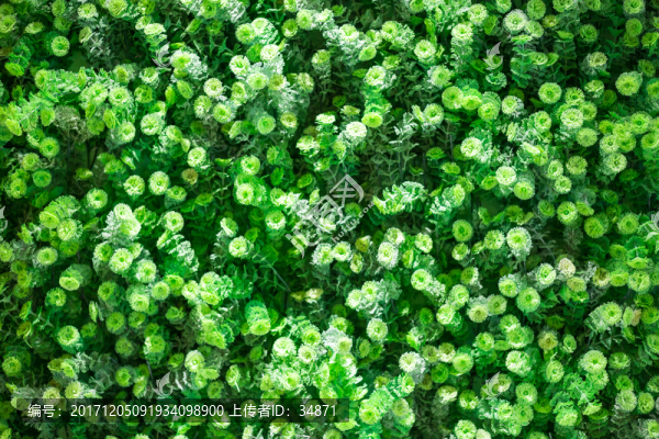 綠色植物墻