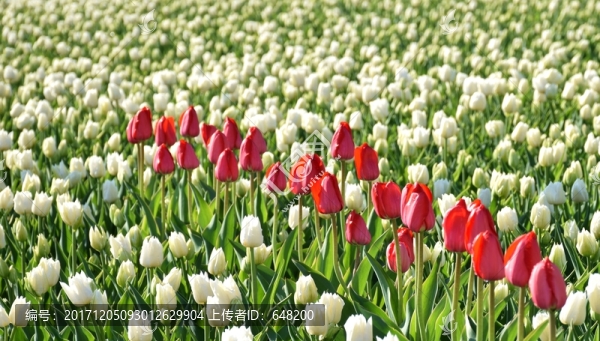 郁金香