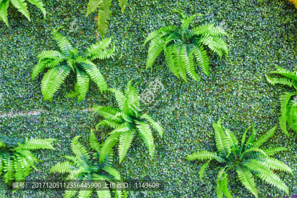 綠植墻,植物墻,綠化墻