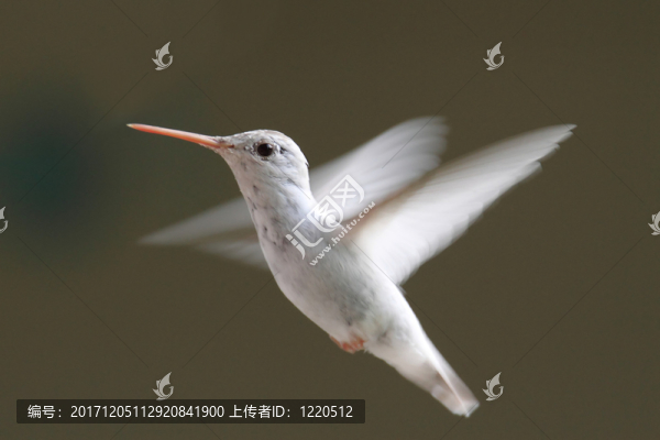 野生的