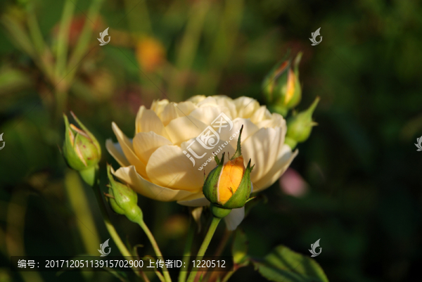 花園-匯圖網(wǎng) www.fosd68.com 花園