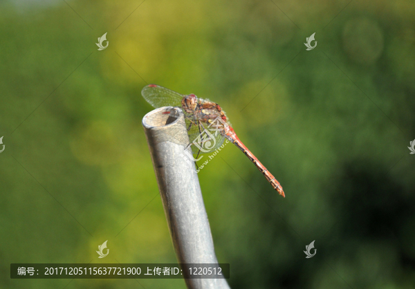 動(dòng)物